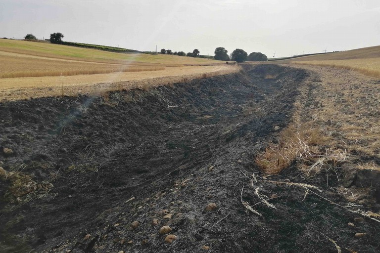 Stoppie bruciate di un campo di grano. <span>Foto Vito Monopoli</span>