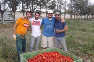 pomodoro contro capolarato- fonte foto: Pietra di Scarto