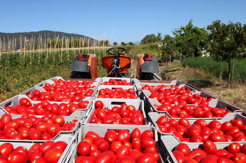 Raccolta di pomodori (repertorio)