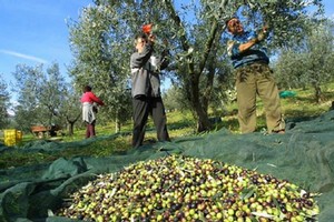 Raccola olive
