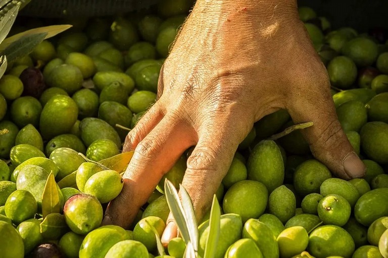 olive bella di cerignola