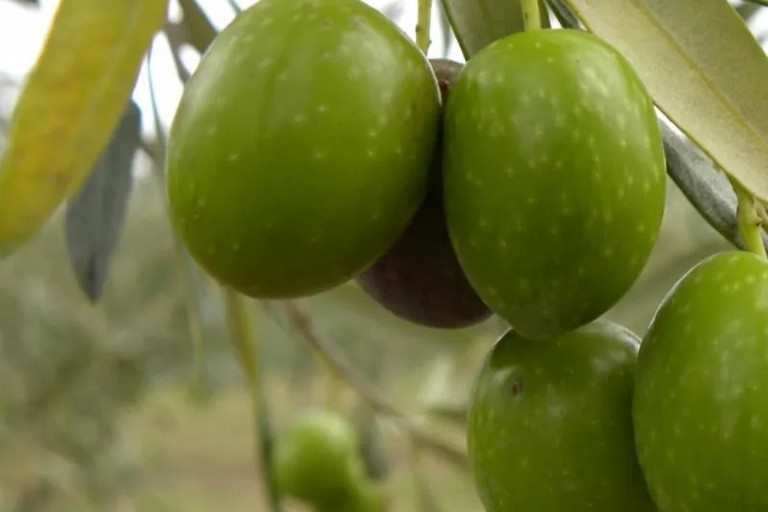 olive santagostino