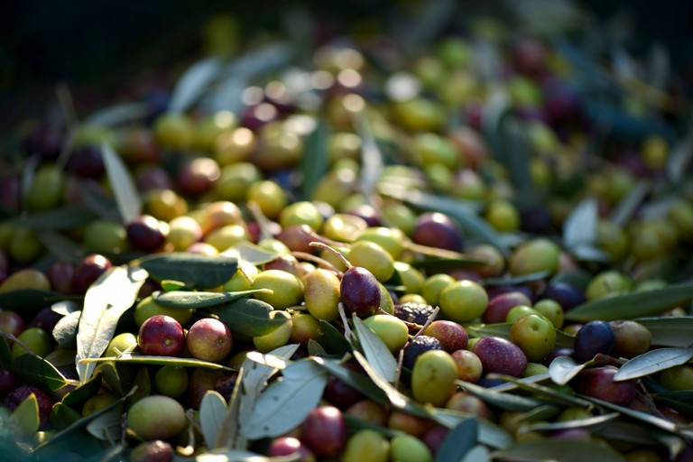 Olive da olio