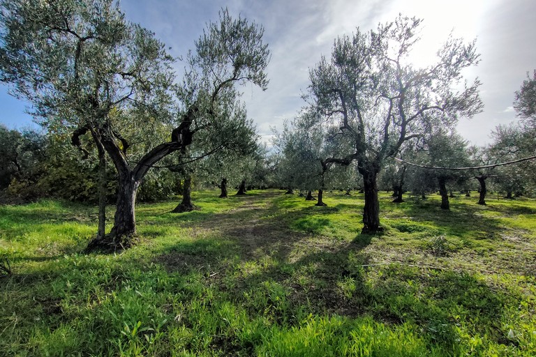 Oliveto nelle campagne di Cerignola. <span>Foto Vito Monopoli</span>