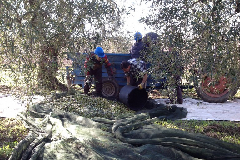 Operai durante la raccolta di olive. <span>Foto Vito Monopoli</span>