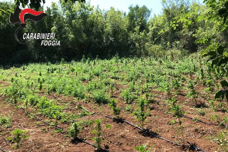 Piantagione marijuana sul Gargano