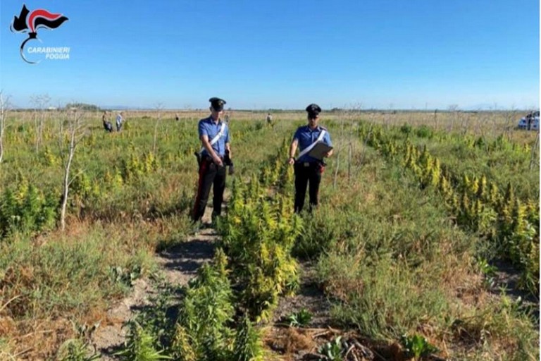 Coltivazione di marijuana sequestrata