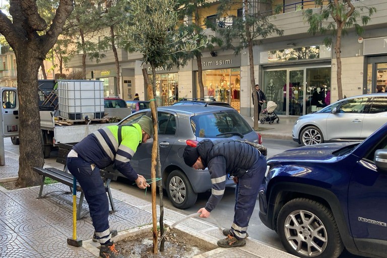 piantumazione alberi