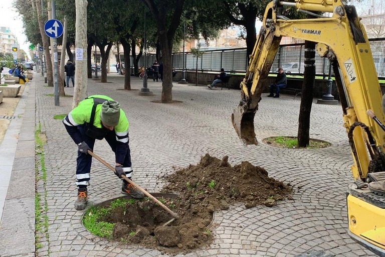 piantumazione alberi