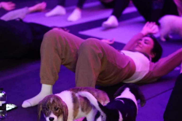 pilates puppy