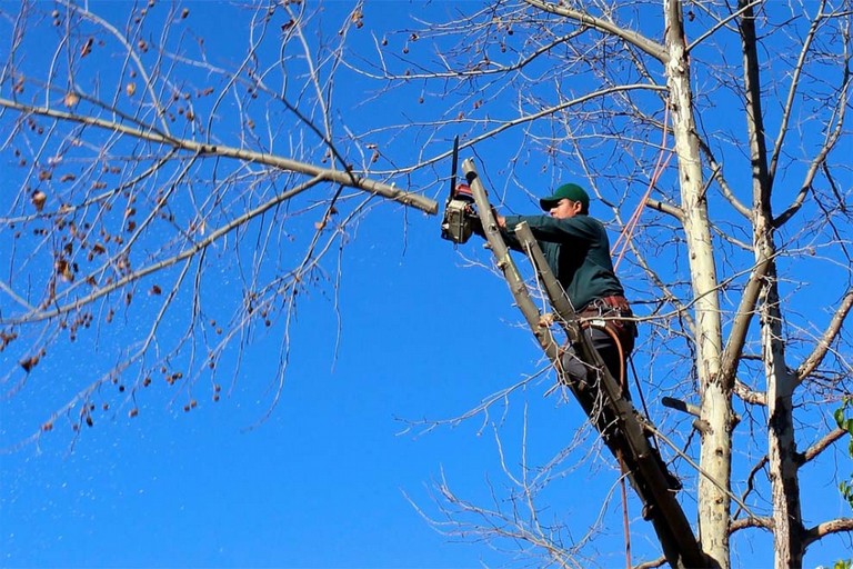 Potatura alberi