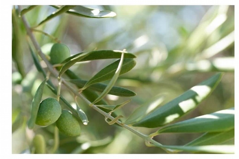 raccolta olive meteo