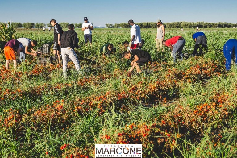 Raccolta pomodori in località Tre Titoli a Cerignola. <span>Foto Laboratorio di legalità Francesco Marcone</span>