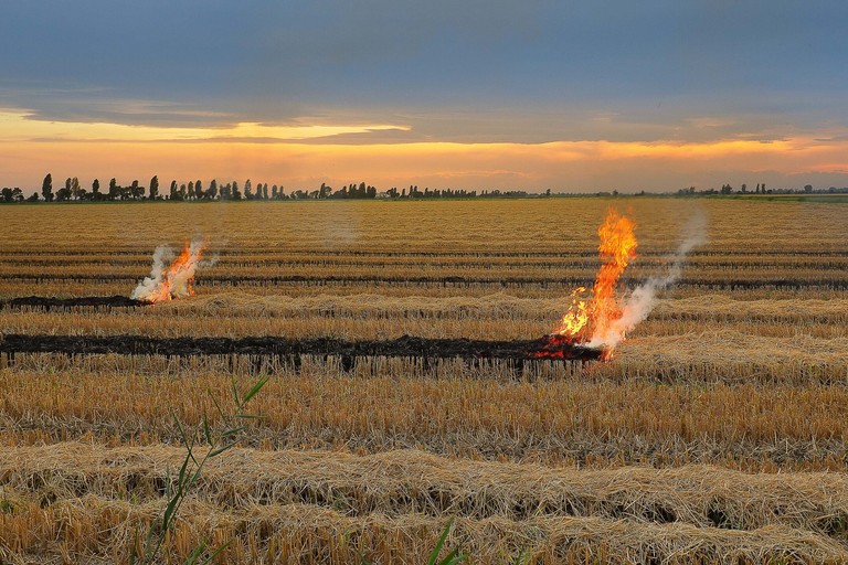 Stoppie bruciate di un campo di grano