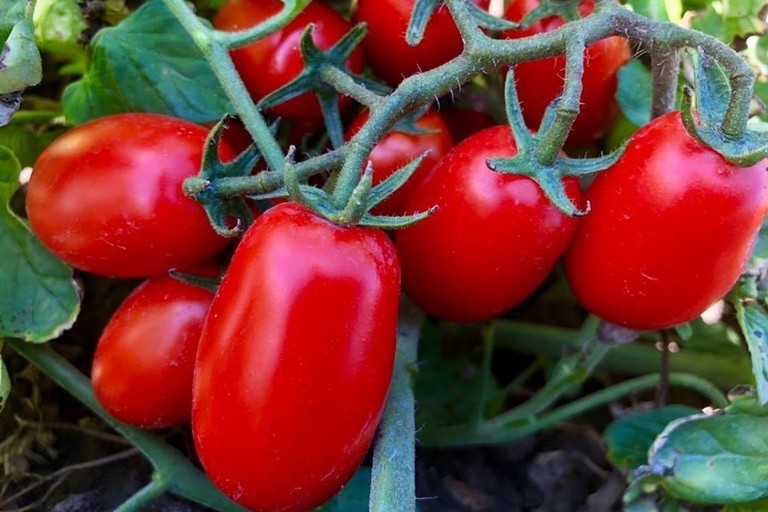 Pomodoro, manca intesa sul prezzo. Cia Puglia: «Ritardo penalizza i produttori nel foggiano»