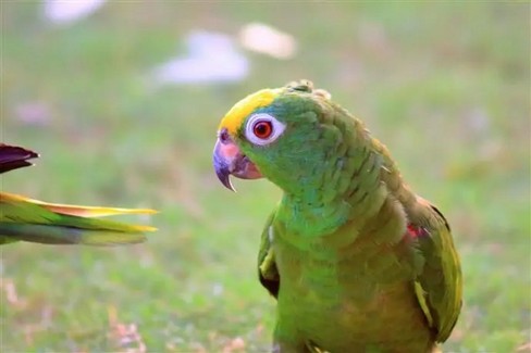 yellow head amazon parrot abc a a d